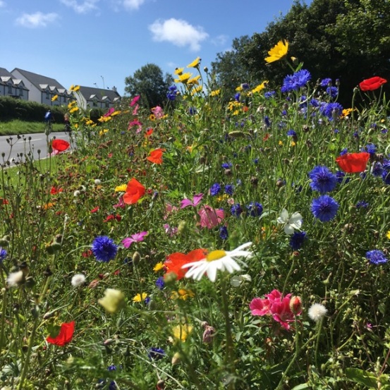 Roadside flowers.